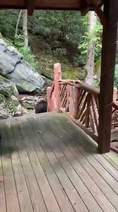 Check this out... A family in Banner Elk, North Carolina scared off a family of bears from taking their dog’s food but the Momma Bear just took the whole bowl! Credit: The Loflin Family | Greg Pollak