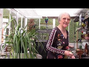 Cymbidium Orchid Care How and Why!