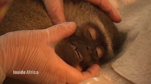 Wildlife sanctuary saves orphaned animals | CNN
