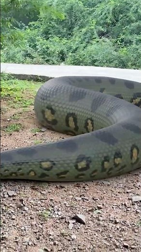 Giant Green Anaconda snake Chase Men ? #snake #vfx #nagin