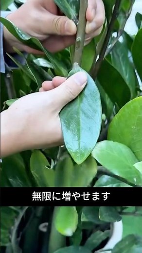 This is how to make Zamioculcas multiply indefinitely | Easy methods for propagation