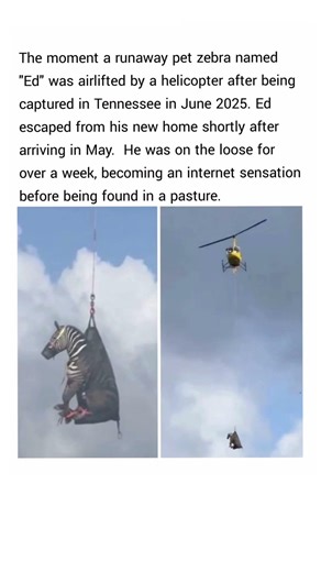 the moment a runaway pet zebra was airlifted by a helicopter after being captured in Tennessee.