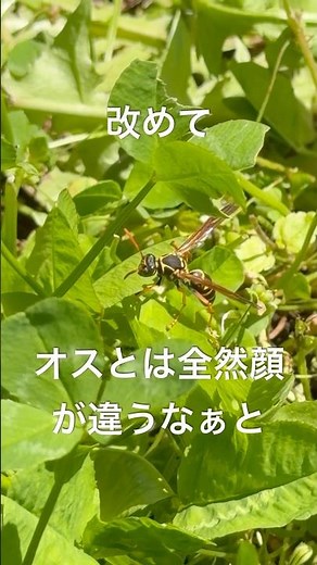 春のアシナガバチは巣作り・産卵・食料探し・育児と過酷です（2026/05/02） #アシナガバチ #フタモンアシナガバチ