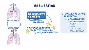 Video: Respiratory: Measuring respiration - Video Explanation! | Osmosis | Osmosis