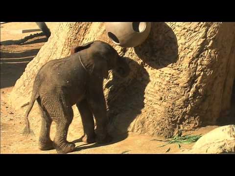 Elephant baby