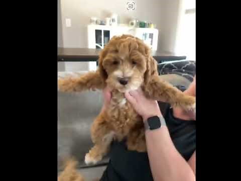 Australian Labradoodle