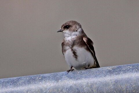 Sand martin | The Wildlife Trusts