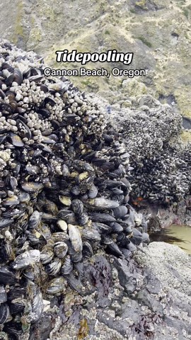 Tidepooling Cannon Beach Oregon!