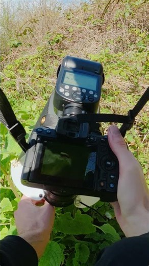 POV: Photographing a willow flea beetle 📸