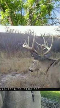 Better than a Food Plot! #trapping #predatorcontrol #turkey #landmanagement #raccoon #deerhunting