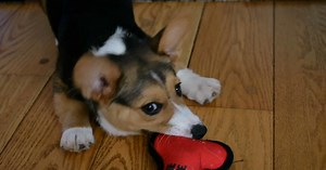 The science of cuteness