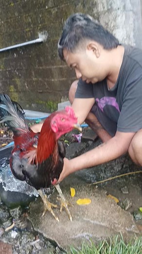 313K views · 4.4K reactions | Pitike Yo merah merona | Rifai Sigarlaki | Facebook