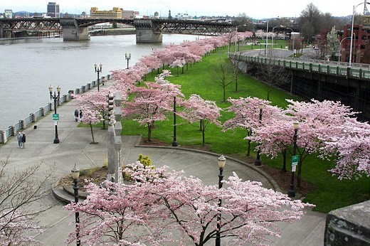 Tom McCall Waterfront Park in Portland, USA