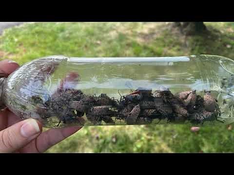 Viral Water Bottle Hack for Trapping Spotted Lanternfly