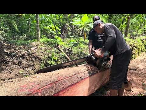 Professional Arborist Removes Massive Tree Over House