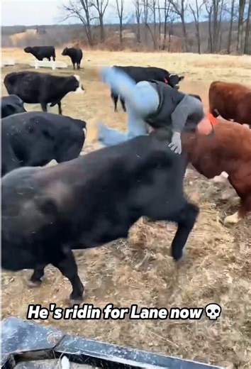 Excited bull 🐮 #bull #cow #funny #fyp #foryou | bull seeing cows