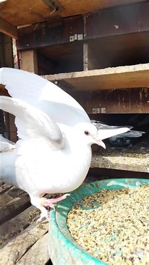 Pigeon Slay: 5 Breeds with more Drip than a Designer Show 💅🧥 #shorts #kabootar #kabutar #animals