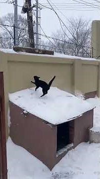 Funny ANIMALS videos 😂 | Funniest Cats and Dogs 2025 🐶😼 | #22