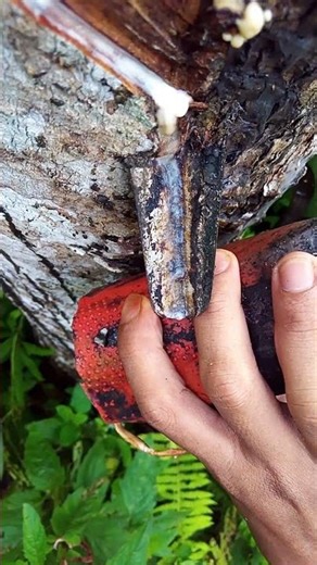 rubber #latex #rubber