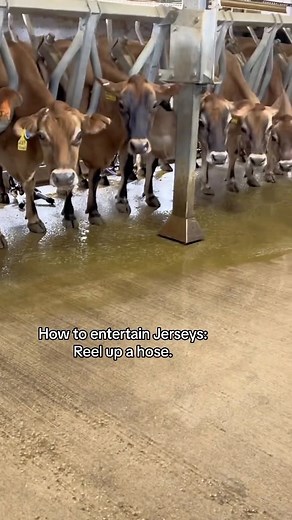 Jerseys: the toddlers of the cow world! 🐄💫 Welcome to the milking parlor, where these cuties spend just 15 minutes a day being milked before getting back to their favorite activities: snoozing, munching, and catching up with their friends. 🥛✨ #CowLife #JerseyCows #FarmLife | Megan DairyGirl