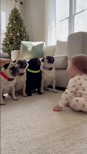 Baby Says “Woof”… Then “Awoo” — 4 Pugs Switch Instantly 😳🐶