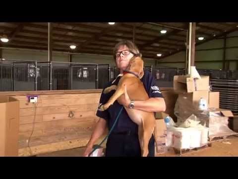 Dogfighting Rescue Saves 367 Dogs