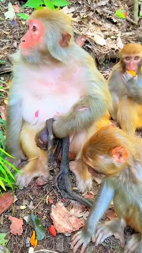 I feel sad 😭😭 baby monkey #monkey #pets #wildanimals #wildlife #birds #nature #animals #reelsviralシ #reelsfbシ #reelsviralシfb | Hello Monkey CC