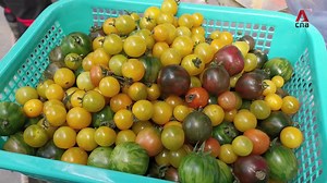 58K views · 455 reactions | Ever wondered where your vegetables come from? It's from farmers like Mr Liew who work through Chinese New Year to ensure a steady supply. "There's no such thing as holidays," he says. | CNA | Facebook