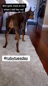 132K views · 8.8K reactions | #rubytuesday The sassy side of Ruby  #doberman #dobermann #rubydooby_do #rubydoobydo | Rubydoobydo | Facebook