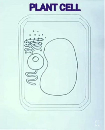How to draw a plant cell easily