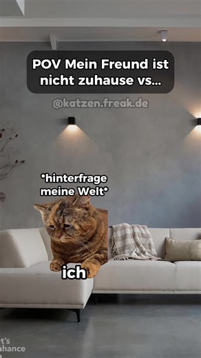 Katzenvideos: Wer kennt's? 😂