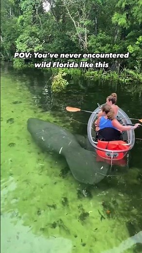 Manatees on our Weeki Wachee clear kayak tour