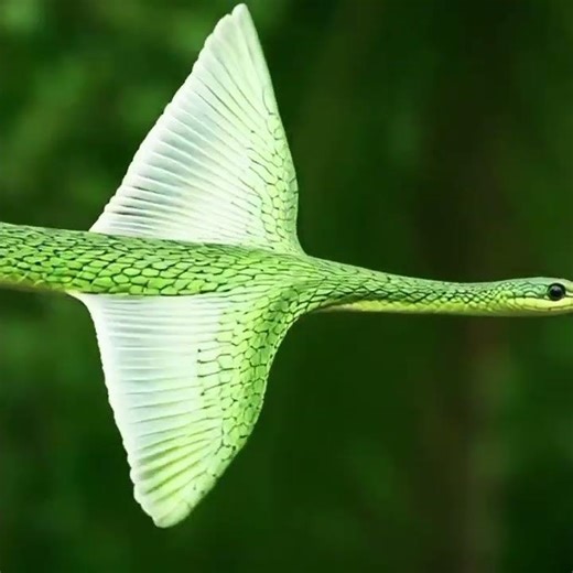 Flying snakeSnakes may seem too narrow to mimic flying, but the flying tree