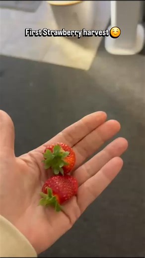 This month of love… I’m celebrating the little wins. 🍓🤍 My very first strawberry harvest from the hydroponic garden, a little harvest, but grown with patience, care, and a whole lot of heart. A small reminder that love doesn’t have to be loud to be meaningful. Here’s to nurturing what we’re growing, one tender moment at a time. #monthoflove❤ #gardenmoments #littlewins #firstharvest #simplepleasures | Southern Comfort Therapeutic Massage