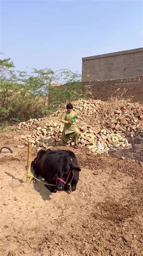 Cow Exchange to Donkey: A Surprising Transformation