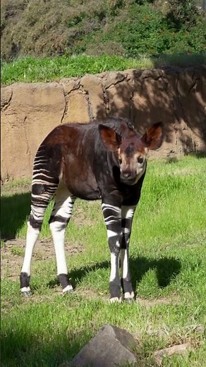 The Forest Phantom: Meet the Okapi 🖤