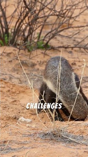 Exploring the Wonders of Wildlife: Honey Badger