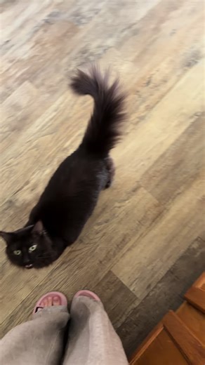 I can’t do morning chores without Trouble demanding to be held every few minutes.