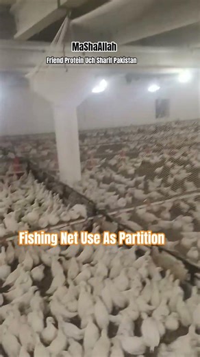 Layer Farming|Fishing Net Use #bird #poultry #poultryfarmers #poultryfarming #poultryindustry