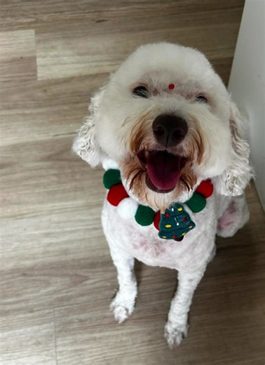 Rehoming free dogs - Melbourne | **🐶 Meet Rosa – Sweet Mini Labradoodle Girl Looking for a Loving Home** | Facebook