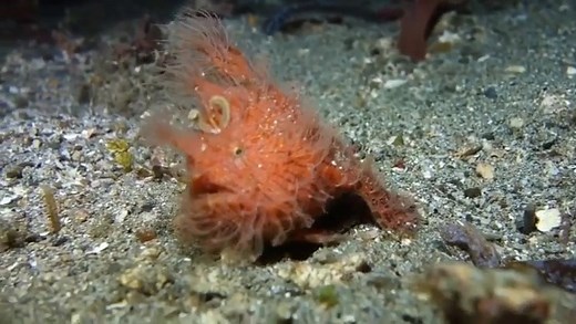 Hairy #Frogfish feeding at night!🧐 Filmed in Lembeh, Indonesia !! Have you ever seen this on one of your dives? | Scuba Diver Life