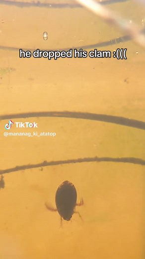 Diving Beetle Discovery: Reunited with Lost Pet