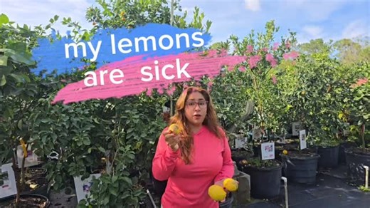 "Why does my citrus fruit look damaged/diseased, and is cutting down the tree necessary?" As you can see they are simple explanations common situations hope Enjoy and find useful the video #Wintergardening #citrus #lemon #Gardeninghacks #growingcitrus | Jack and Beanstalk Plant Nursery