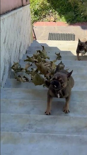 Little Dogs Try To Bring Tree Inside || ViralHog