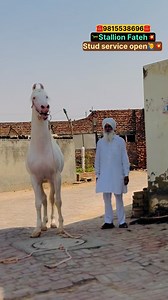 Stallion Fateh 🐎💥 | Davinder Nirman