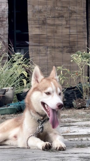 faud-_ (@faud._)’s videos with suara asli - Fan_fdk03 - Papa fany_fdk🔥