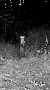 Hidden camera in the woods at night 👀🌳🌲🌛 not so well hidden apparently 🤭 #nature #wildlife #animals #forest #trailcam | Once Upon a Forest