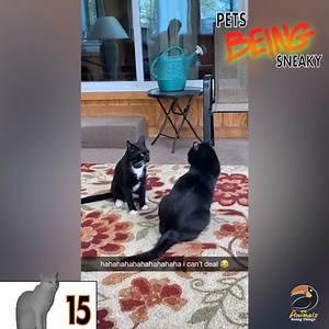 These SNEAKY pets know what they’re doing! 🫣 | Animals Doing Things
