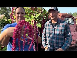 Amaranthus Growing Guide 🌿 How to Grow This Stunning Tall Annual for Maximum Garden Impact!