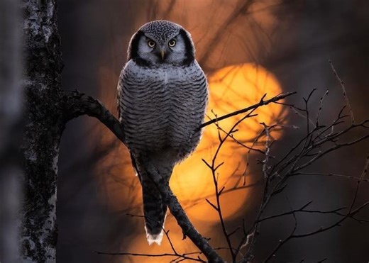 Apakah Boleh Memelihara Burung Hantu? Cek Faktanya : Okezone Edukasi